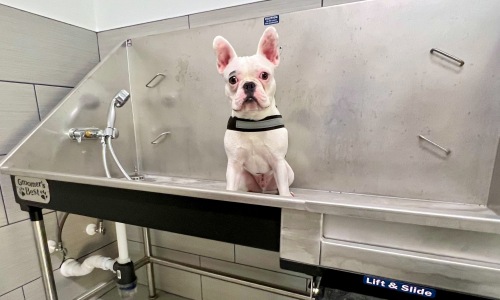 Pet Amenities Cover Image